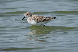 Little Stint