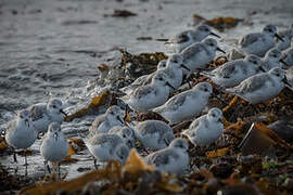 Sanderling