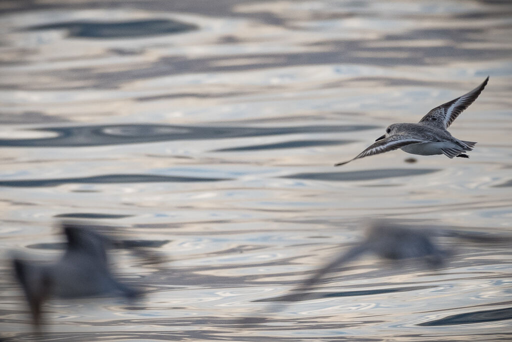 Sanderling, Flight