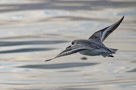 Sanderling