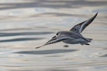 Bécasseau sanderling