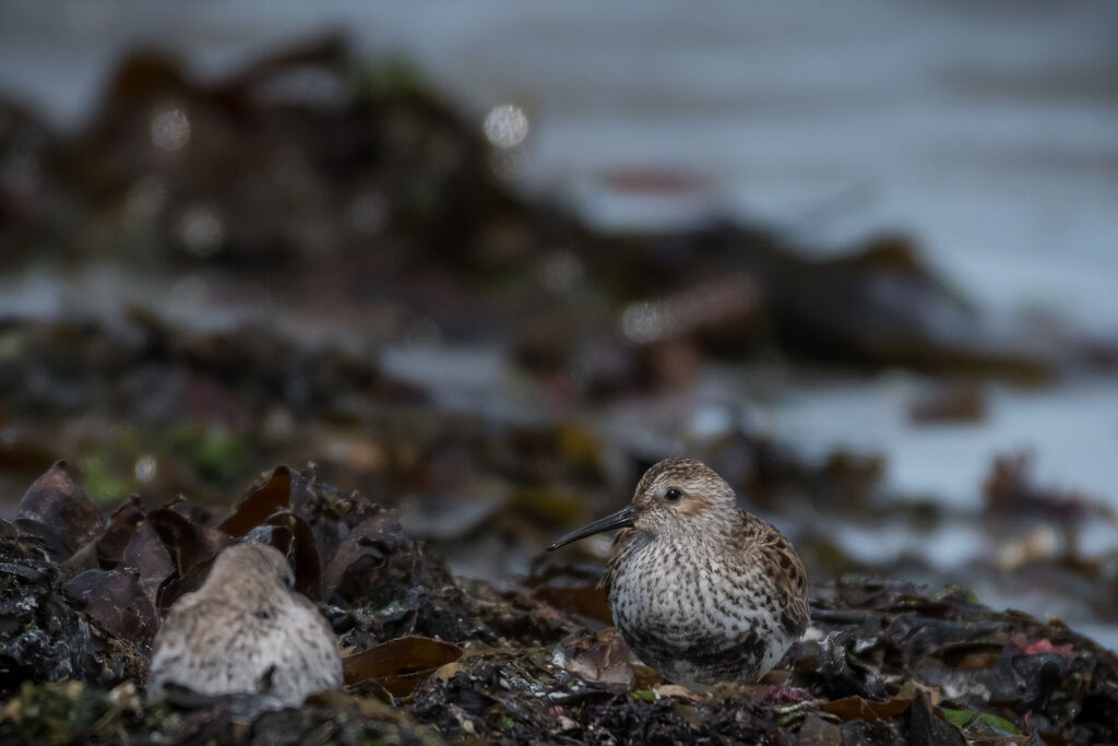 Dunlin