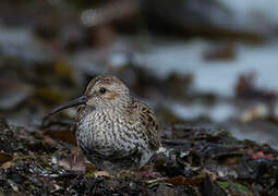 Bécasseau variable