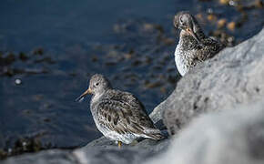 Purple Sandpiper