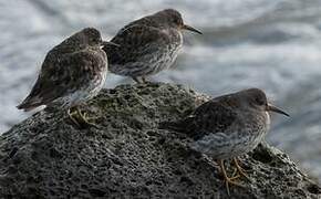 Purple Sandpiper