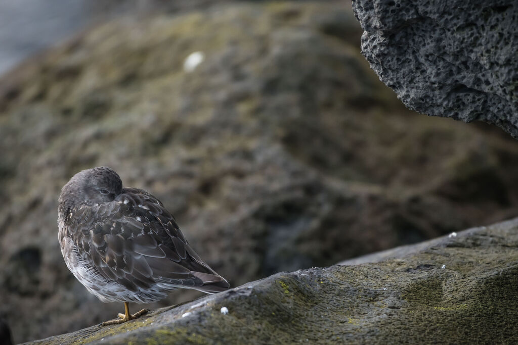 Purple Sandpiper