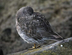 Purple Sandpiper