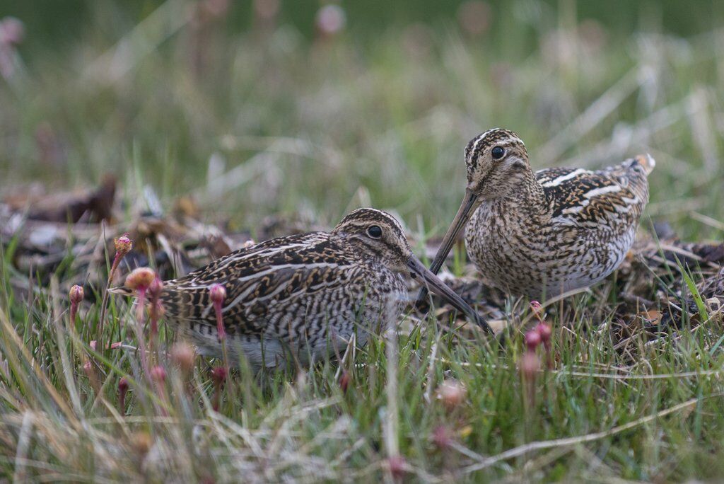 Magellanic Snipe