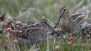 Magellanic Snipe