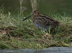 Wilson's Snipe