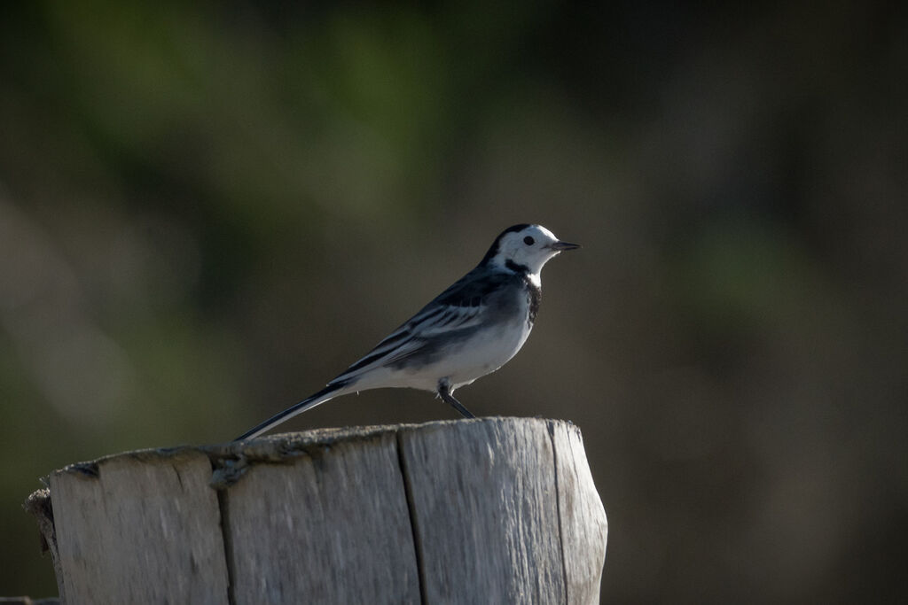 White Wagtail