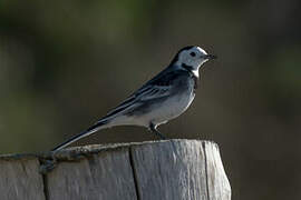 White Wagtail