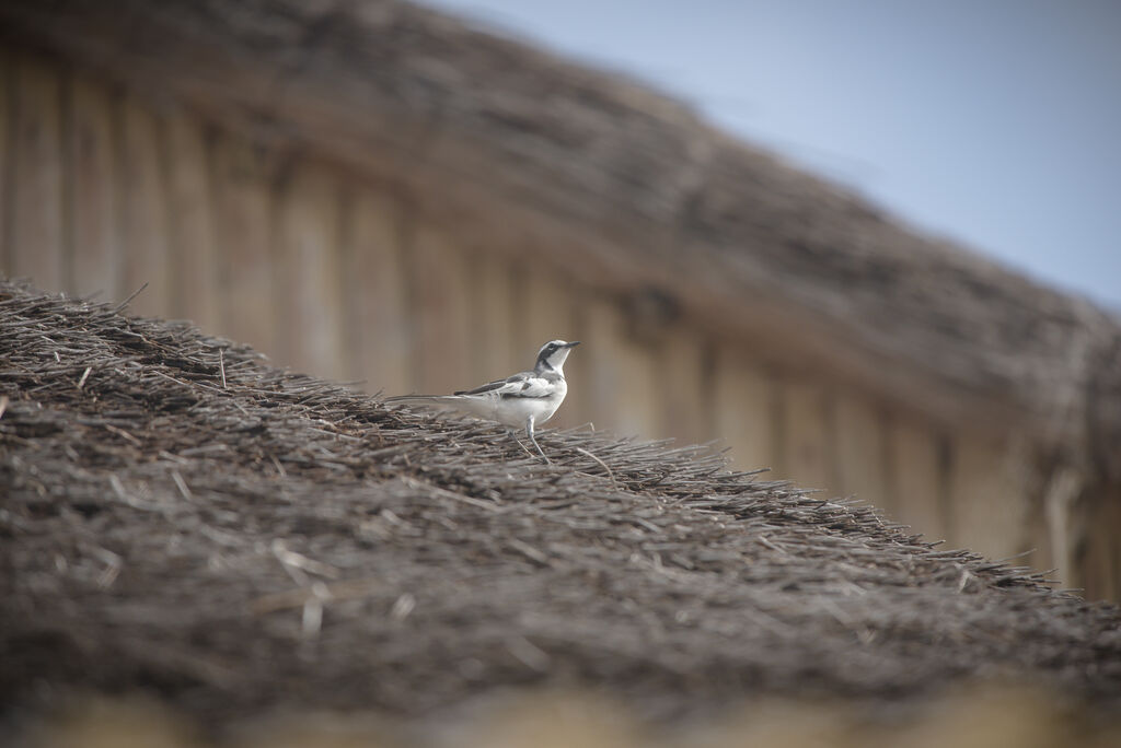 African Pied Wagtail