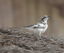 African Pied Wagtail