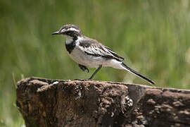 African Pied Wagtail