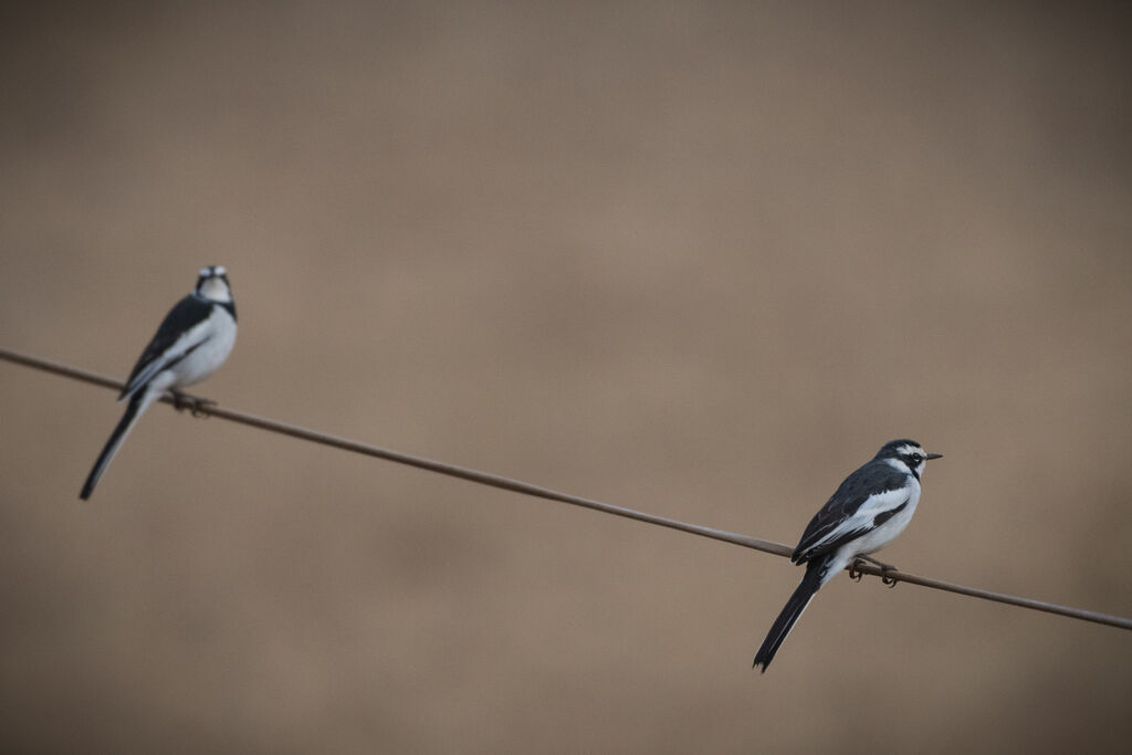 African Pied Wagtail