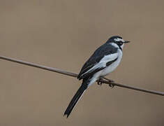 African Pied Wagtail