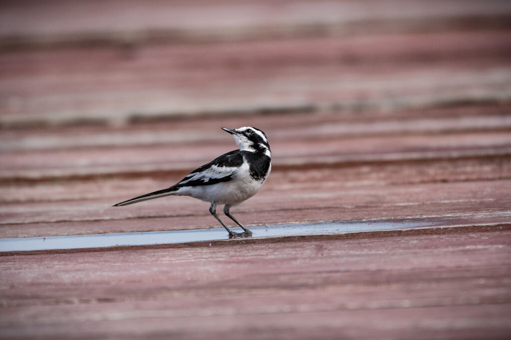 African Pied Wagtail