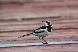 African Pied Wagtail