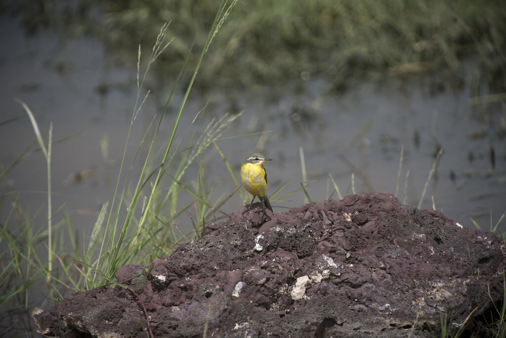 Western Yellow Wagtail