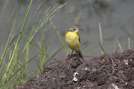 Western Yellow Wagtail