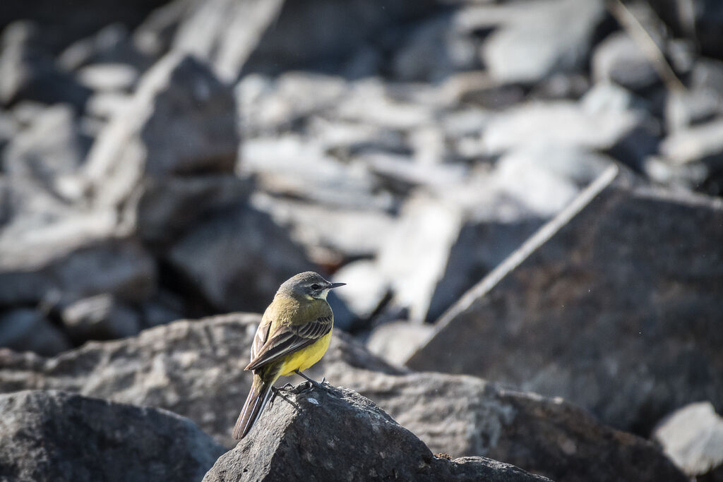 Western Yellow Wagtail