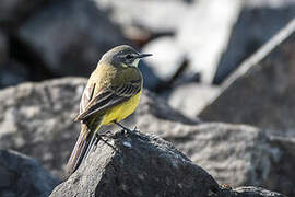 Western Yellow Wagtail