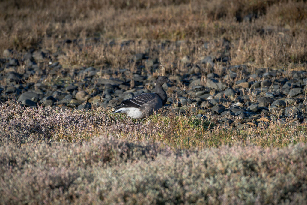 Brant Goose