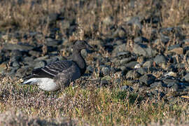 Brant Goose