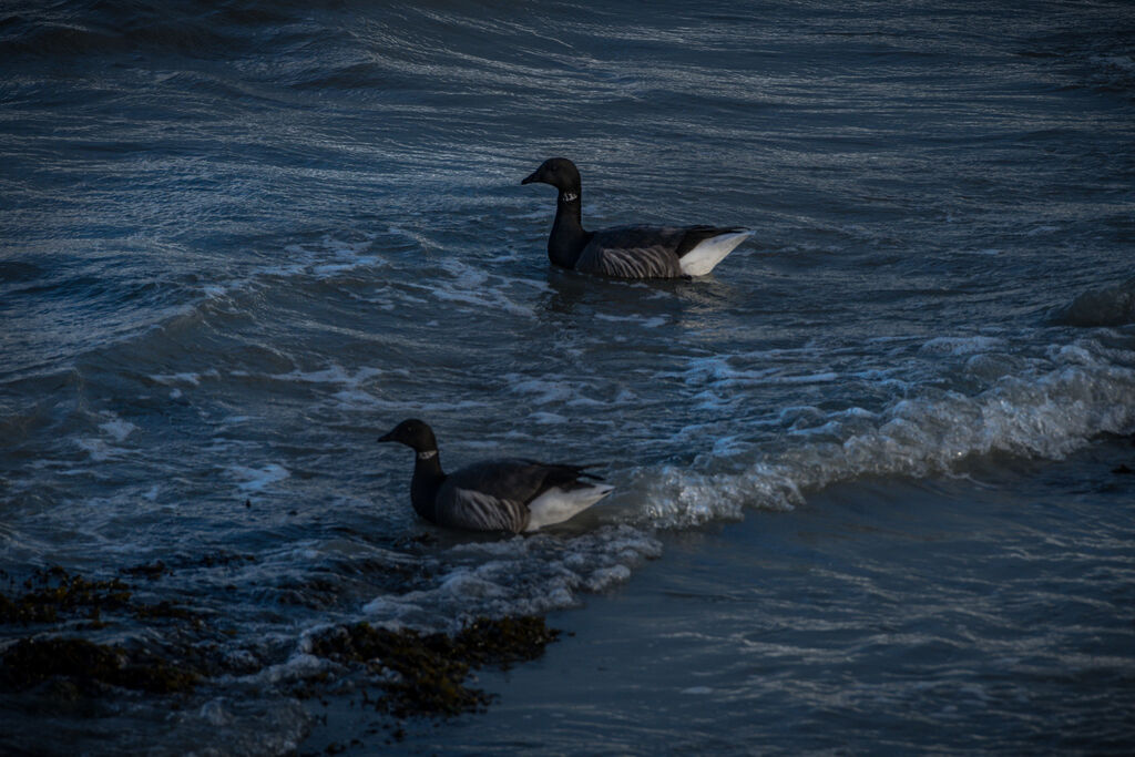 Brant Goose