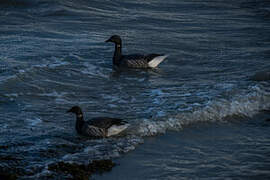 Brant Goose