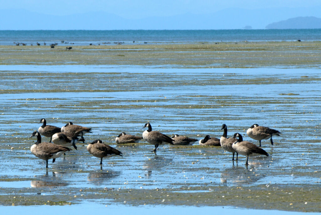 Canada Goose