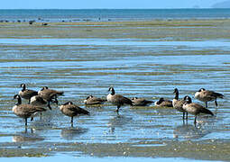 Canada Goose