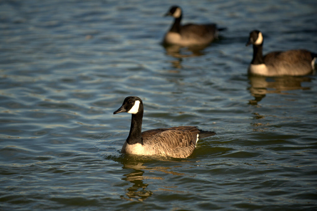 Canada Goose