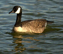 Canada Goose