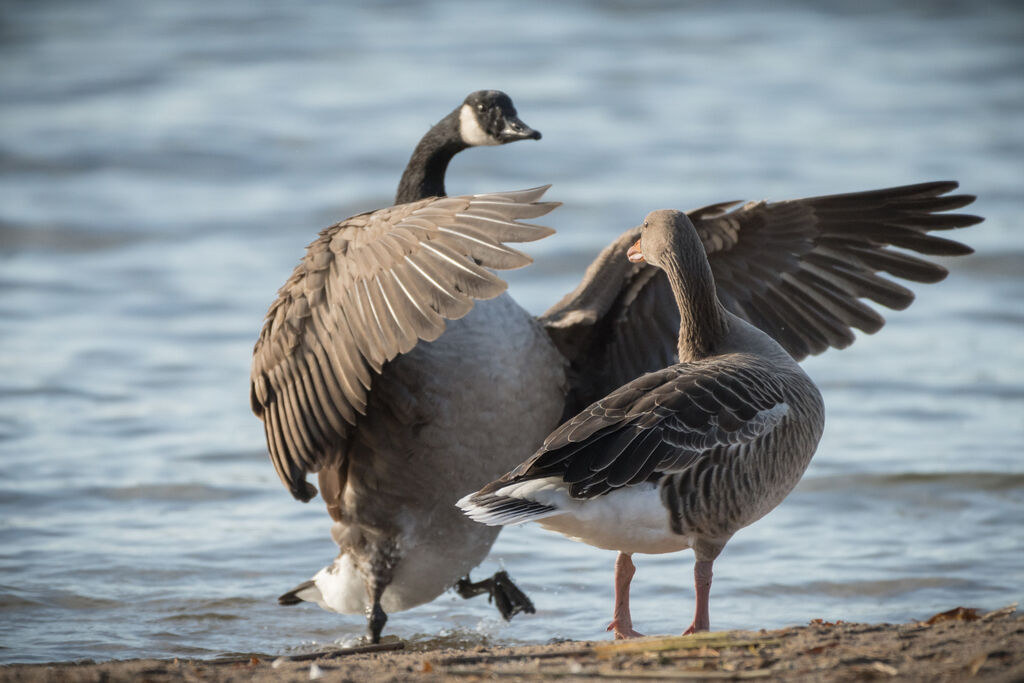 Canada Goose