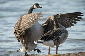 Canada Goose