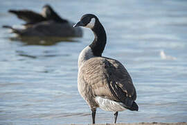 Canada Goose