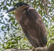 Nankeen Night Heron