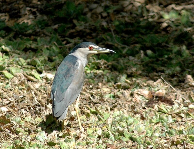 Black-crowned Night Heron