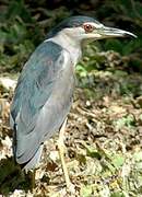 Black-crowned Night Heron