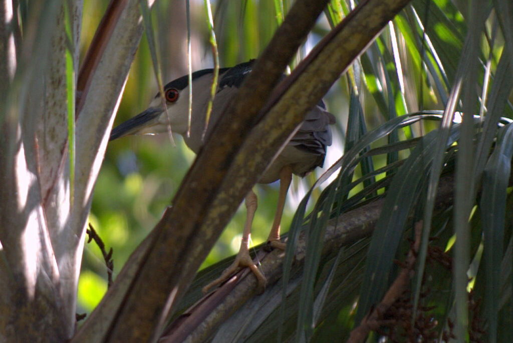 Black-crowned Night Heron