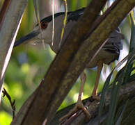 Black-crowned Night Heron