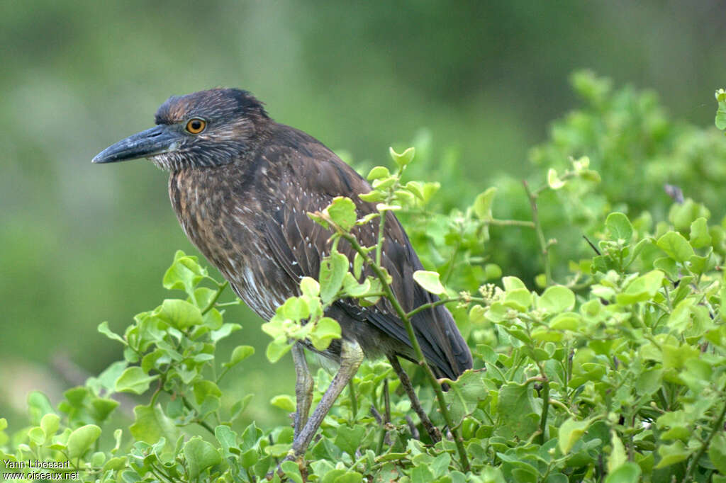 Yellow-crowned Night Heronimmature, identification