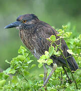 Yellow-crowned Night Heron