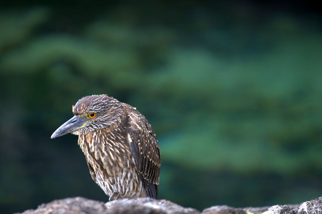 Yellow-crowned Night Heron