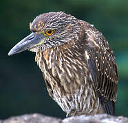 Yellow-crowned Night Heron