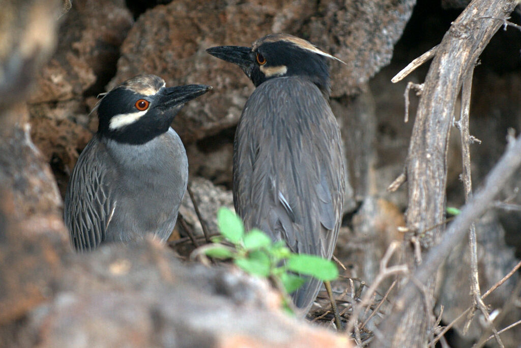 Yellow-crowned Night Heron 