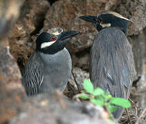 Yellow-crowned Night Heron