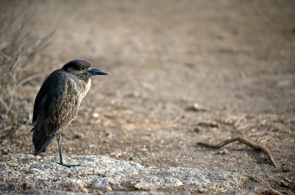 Yellow-crowned Night Heronimmature